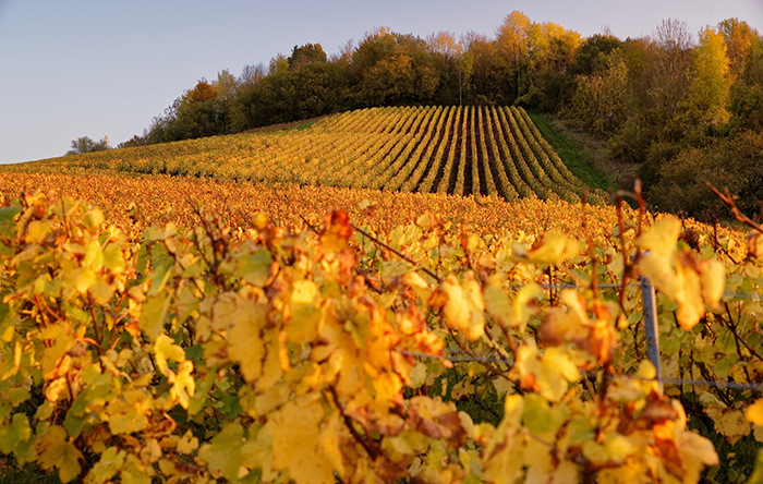 Terroir